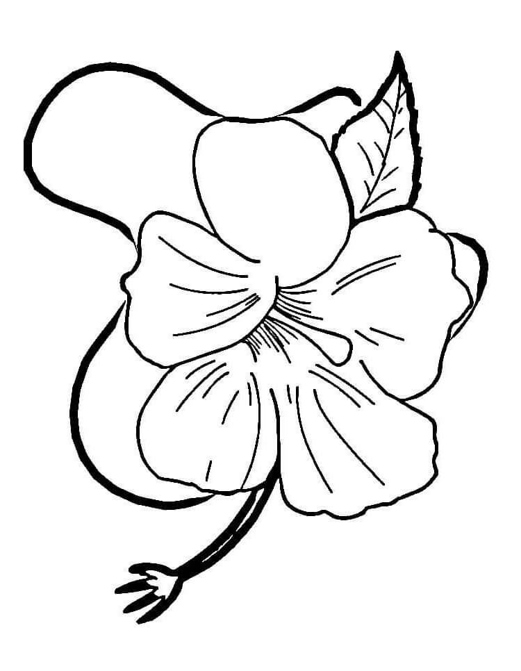 Fleur d'hibiscus 11