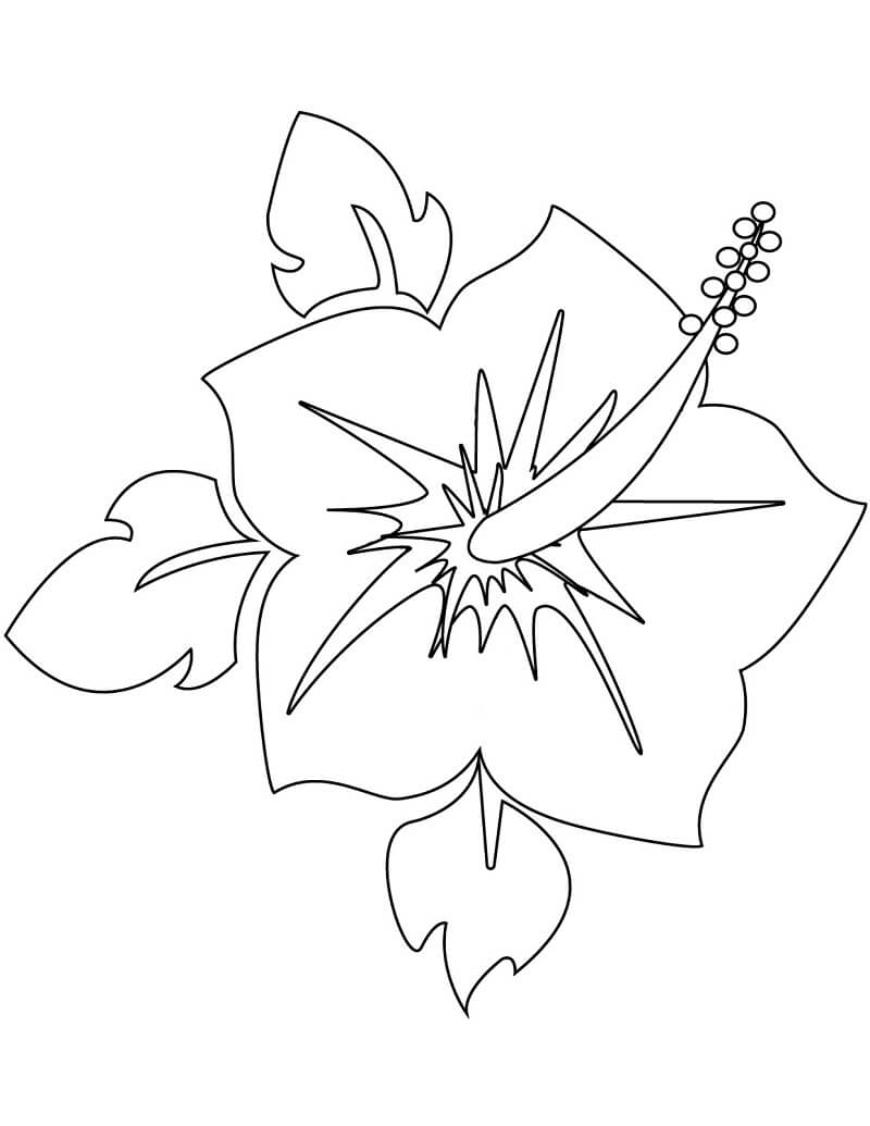 Fleur d'hibiscus 13