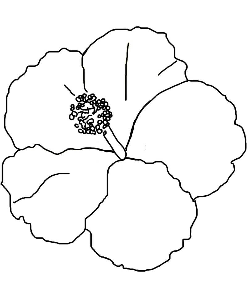 Fleur d'hibiscus 14