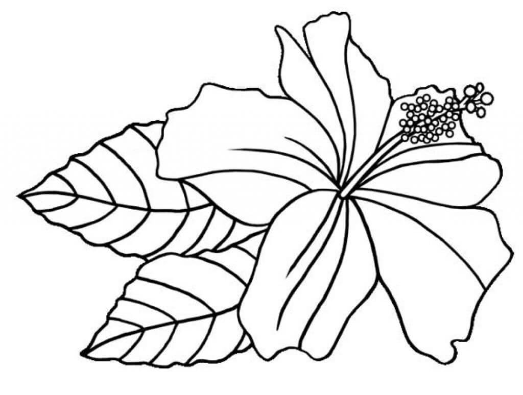 Fleur d'hibiscus 2