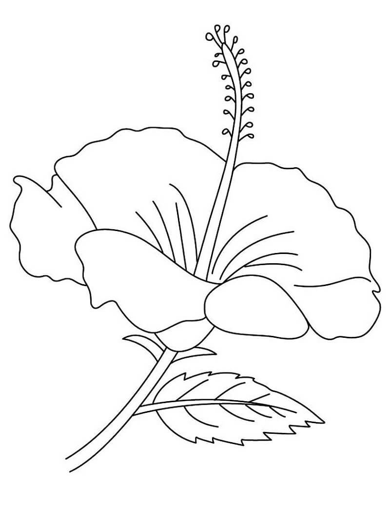 Fleur d'hibiscus 3