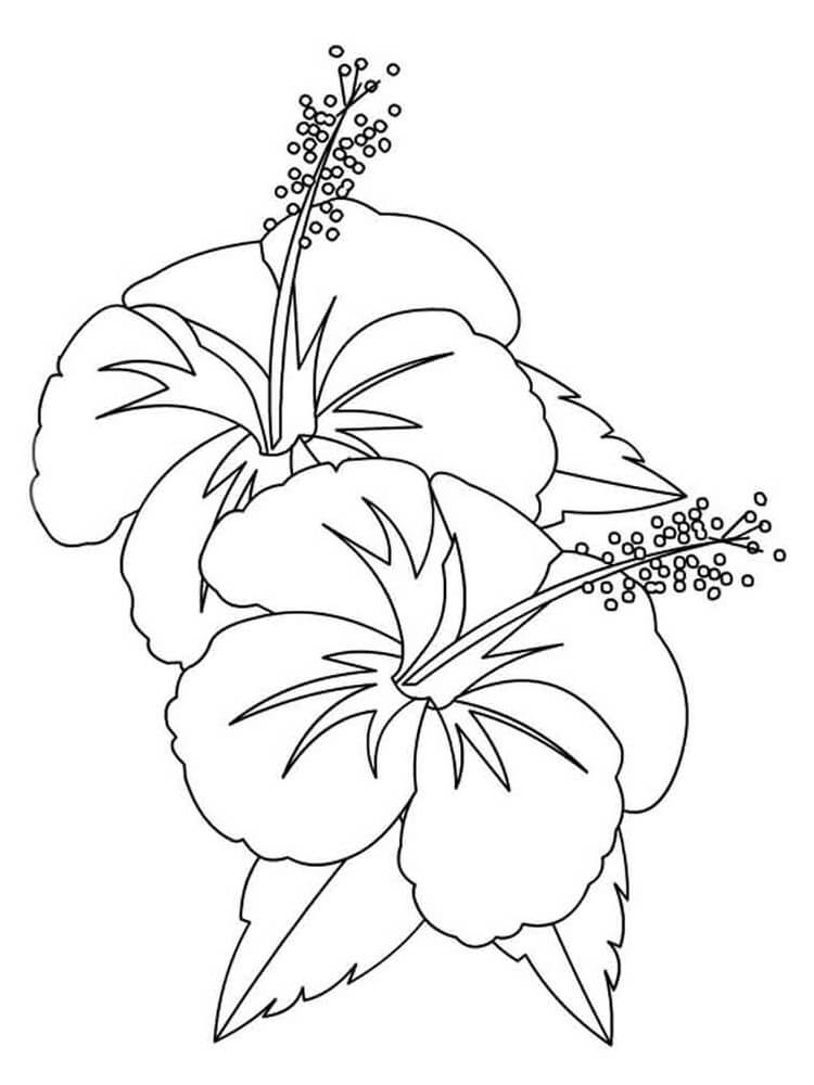 Fleur d'hibiscus 4