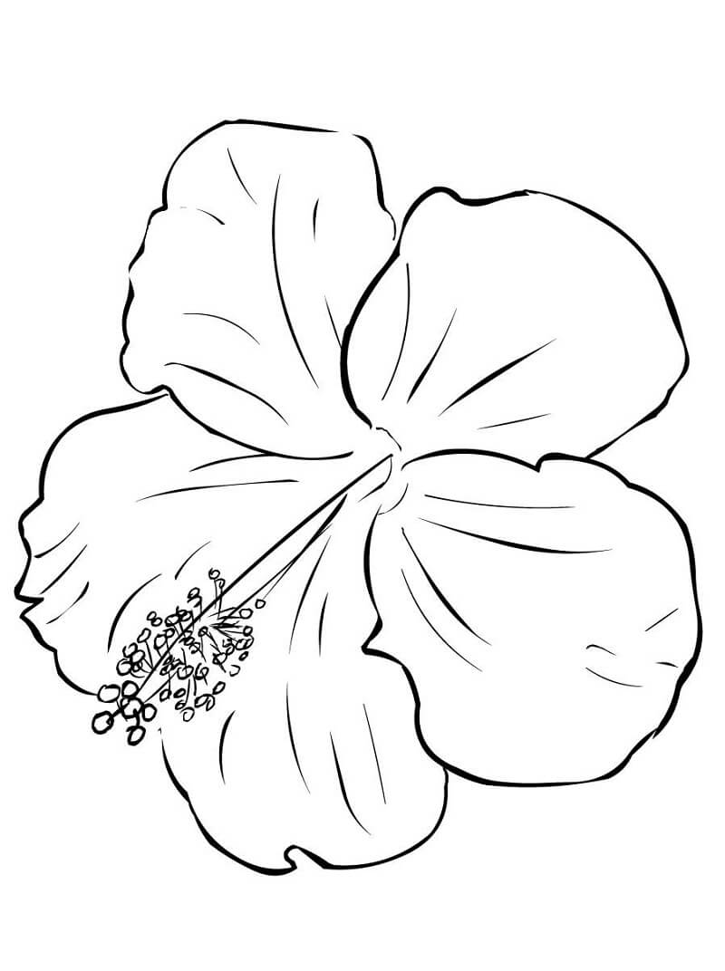 Fleur d'hibiscus 5