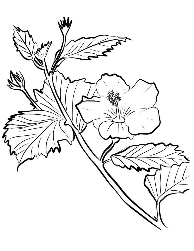 Fleur d'hibiscus 8