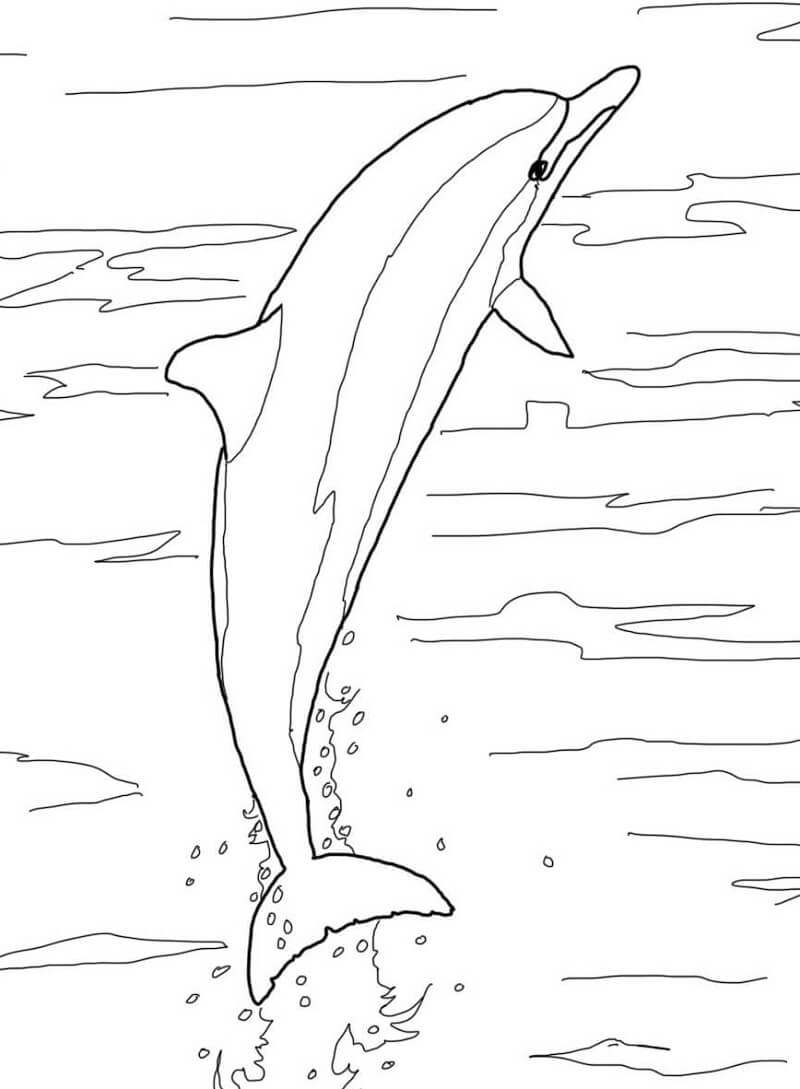 dauphin à long bec qui saute