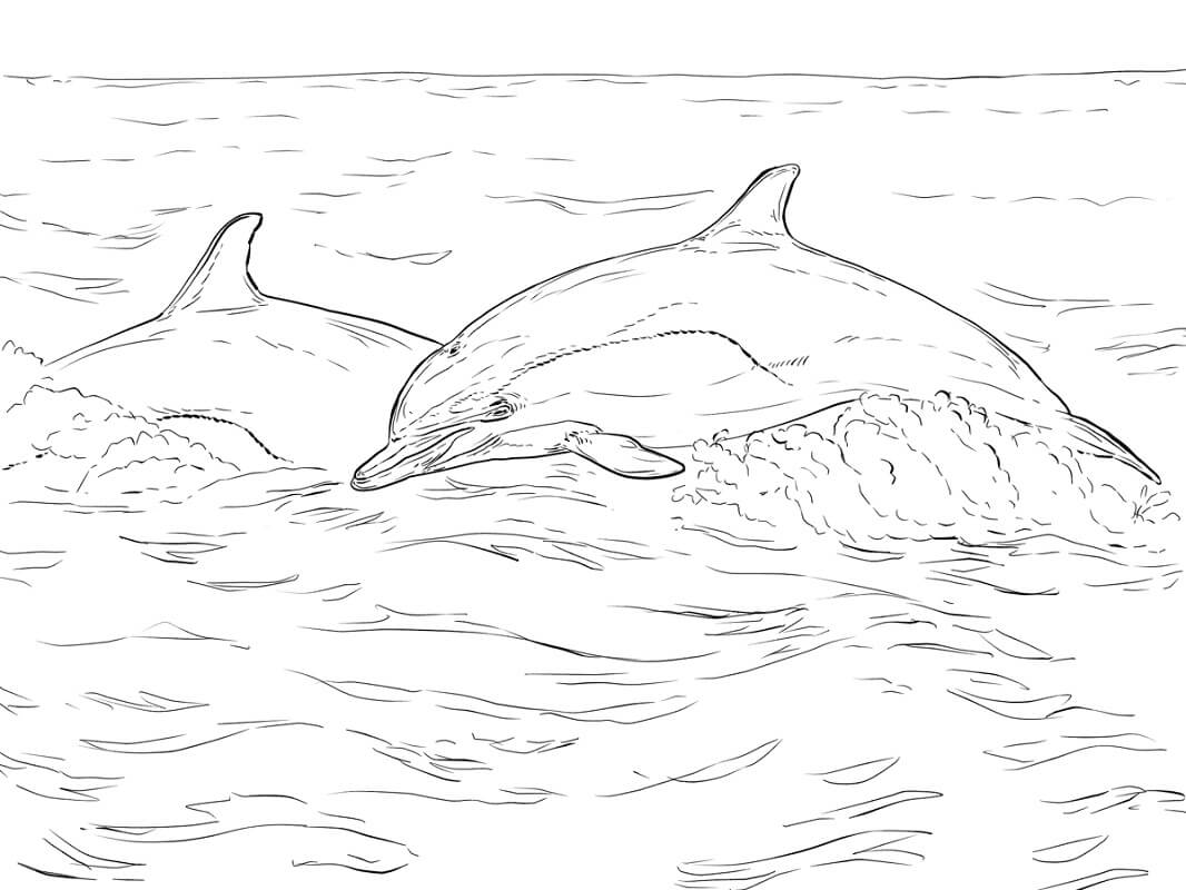dauphin commun à bec court