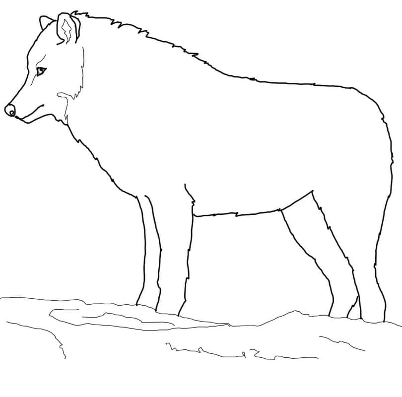 loup arctique 1