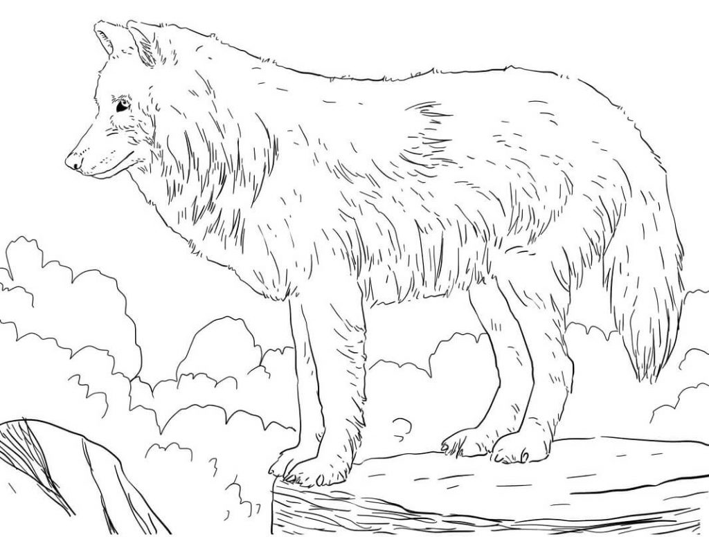loup arctique dans la montagne