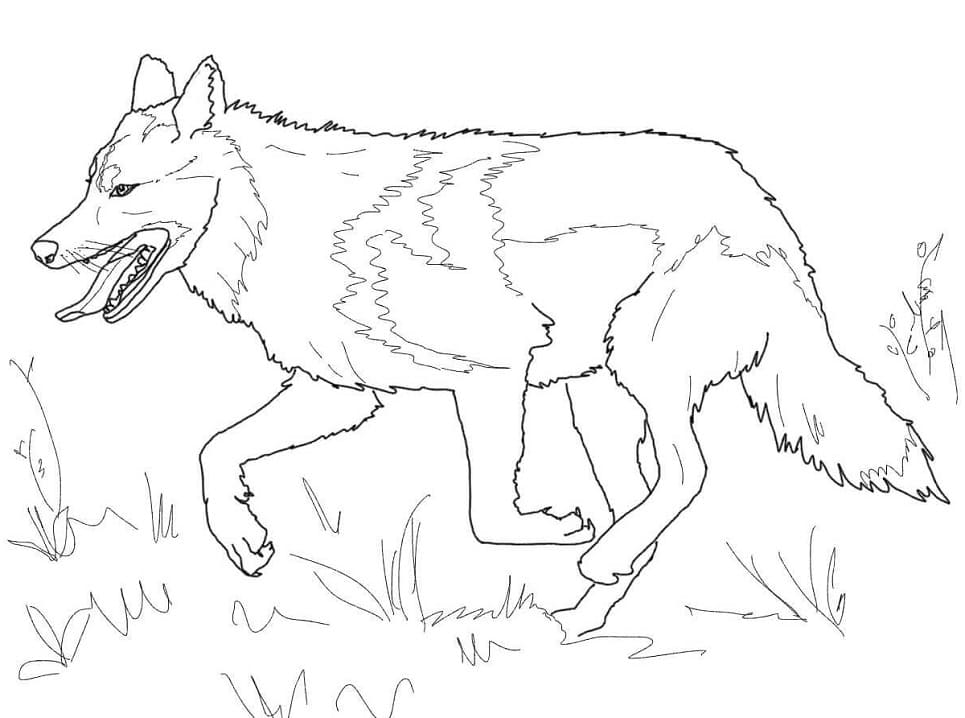 loup gris mexicain qui court