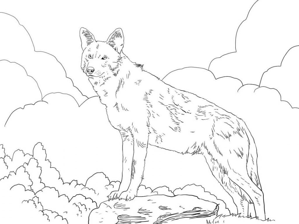 loup rouge d’amérique du Nord