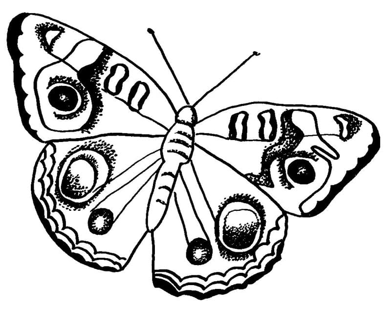 Papillon Incroyable