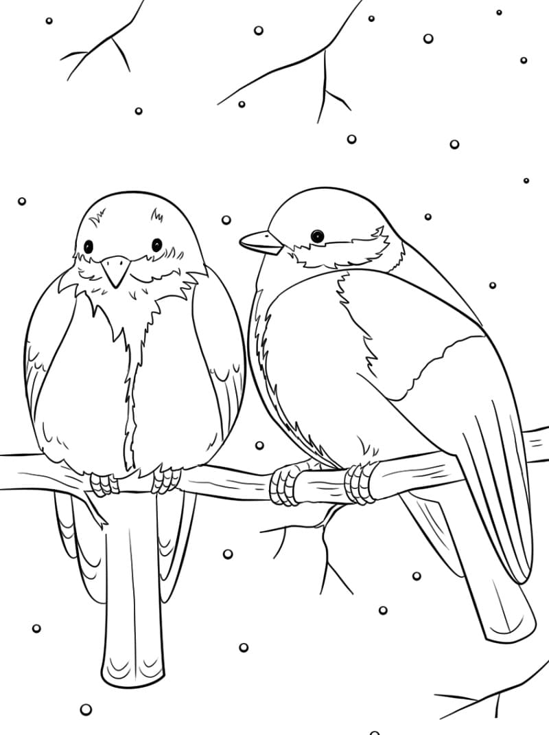 oiseaux d'hiver