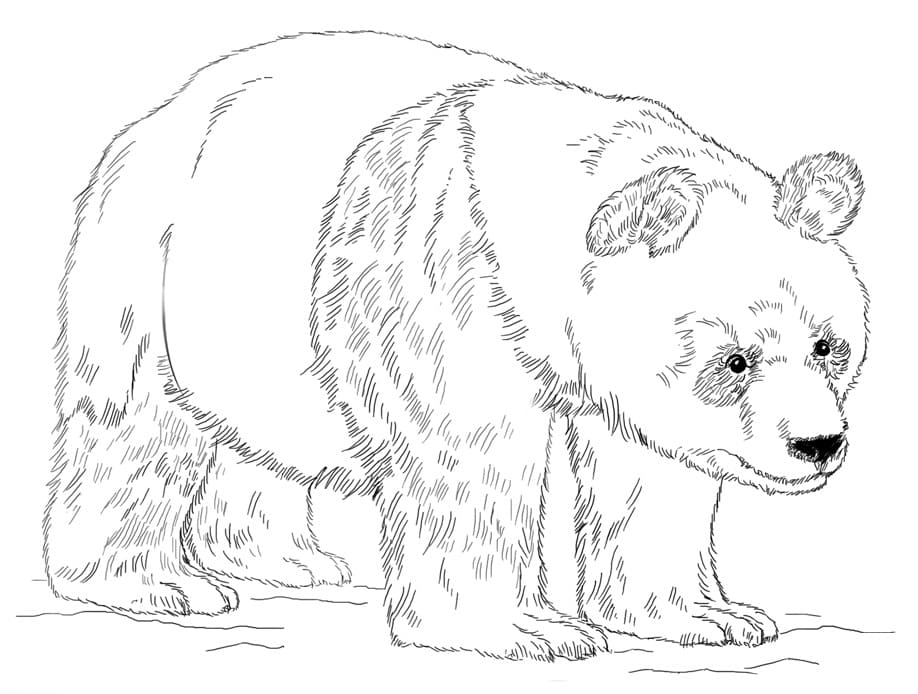 panda géant 1