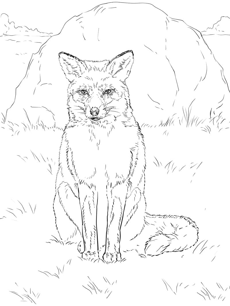 Renard Roux Assis 1