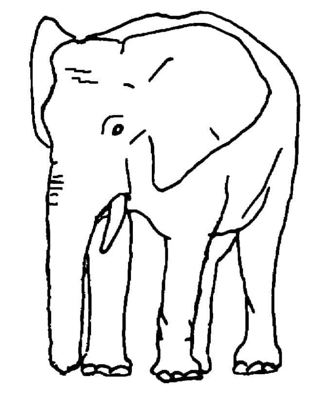 éléphant normal