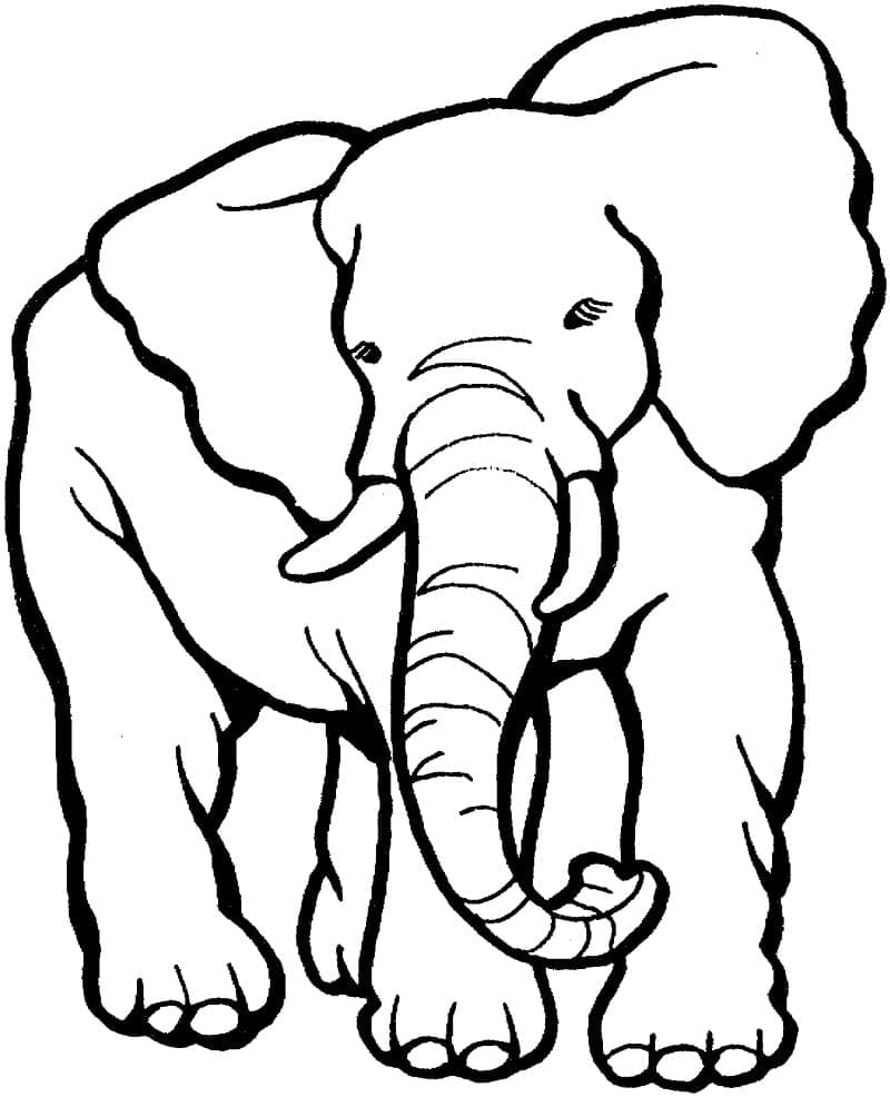 un éléphant
