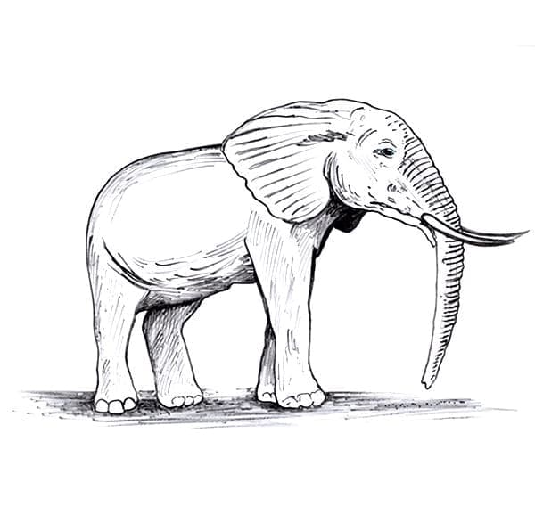 vieil éléphant
