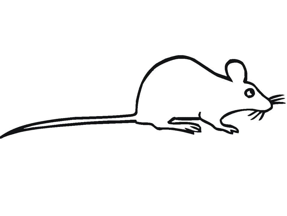 Rat Facile