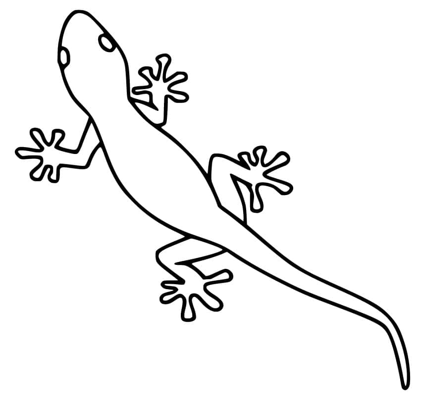 Gecko (7)