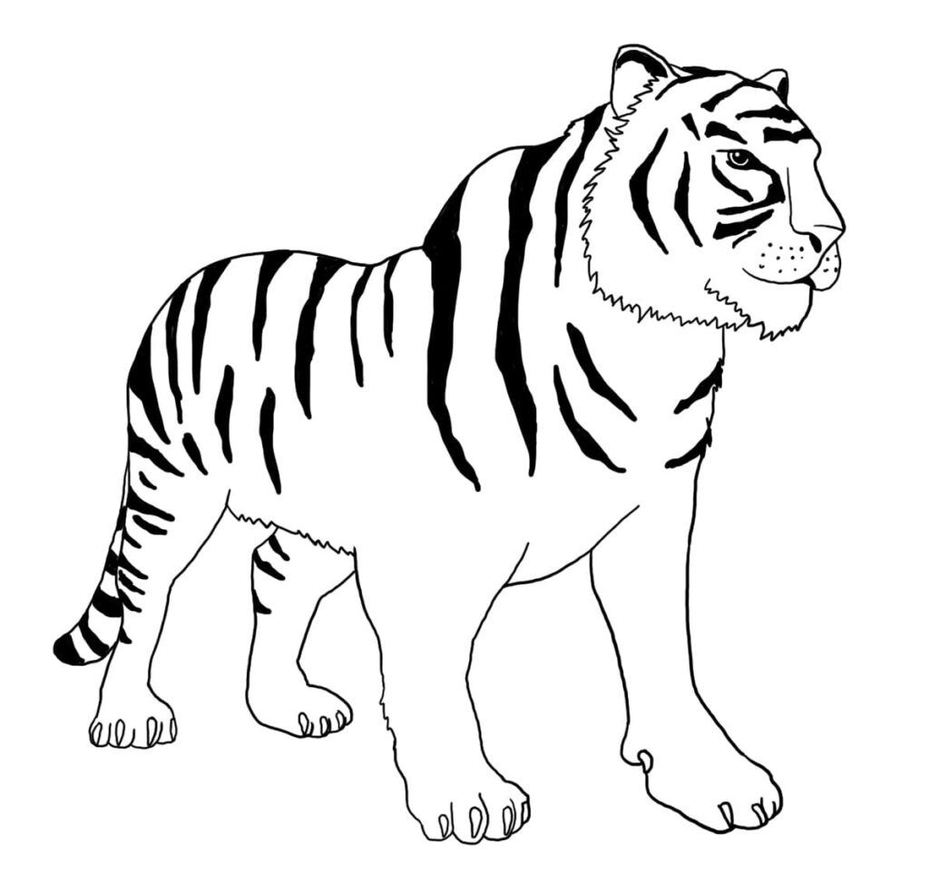 Tigre Debout