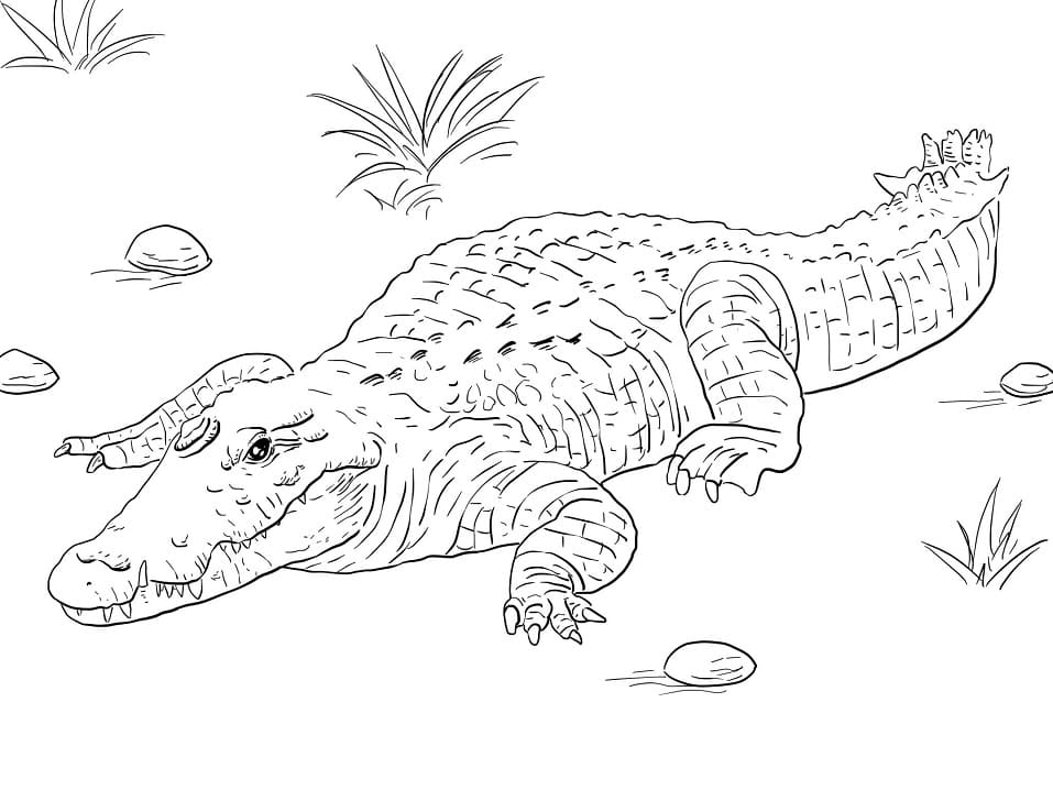 Crocodile d'Afrique