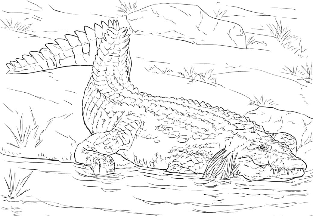 Crocodile du Nil Réaliste