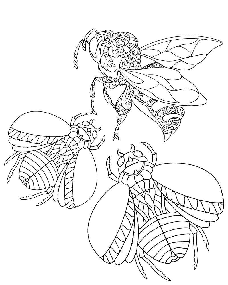 Insecte Zen