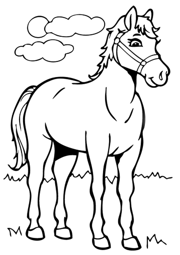 American Saddlebred Horse