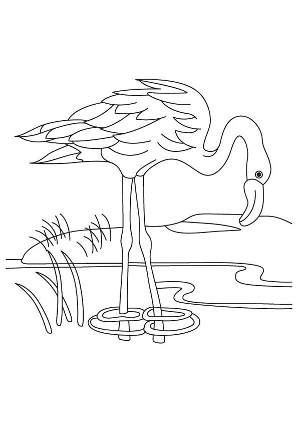 A Flamingo Drinking Water