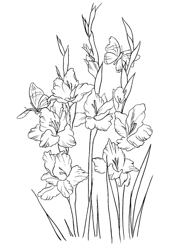The Beautiful Gladiolus