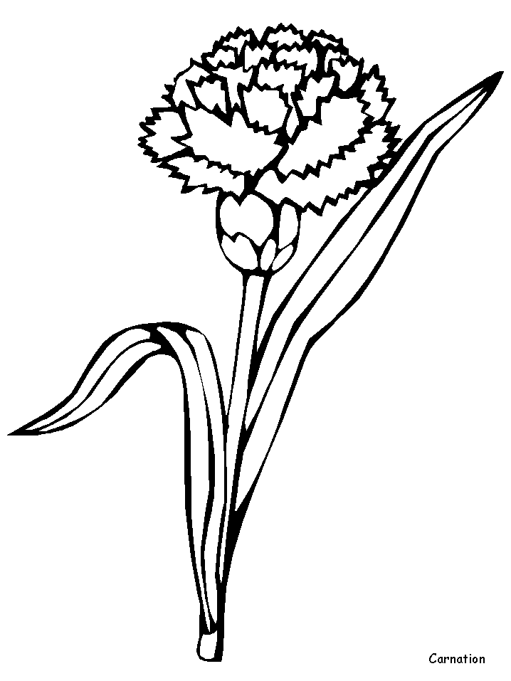 A Carnation