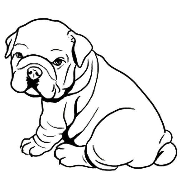 Fat Bulldog Puppy