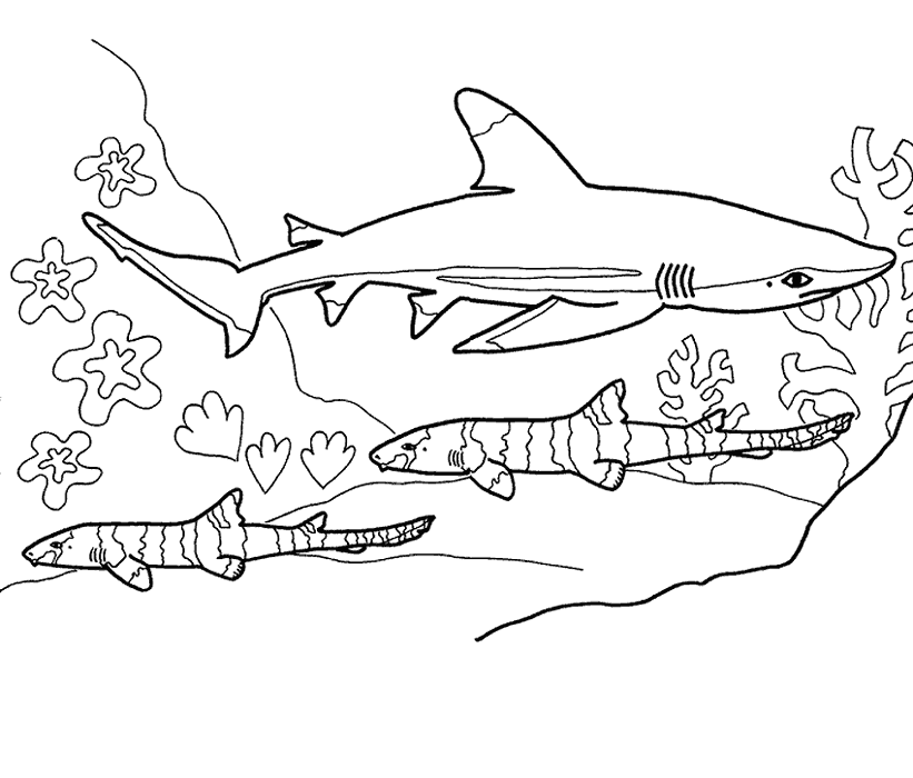 Bull Shark Under Water