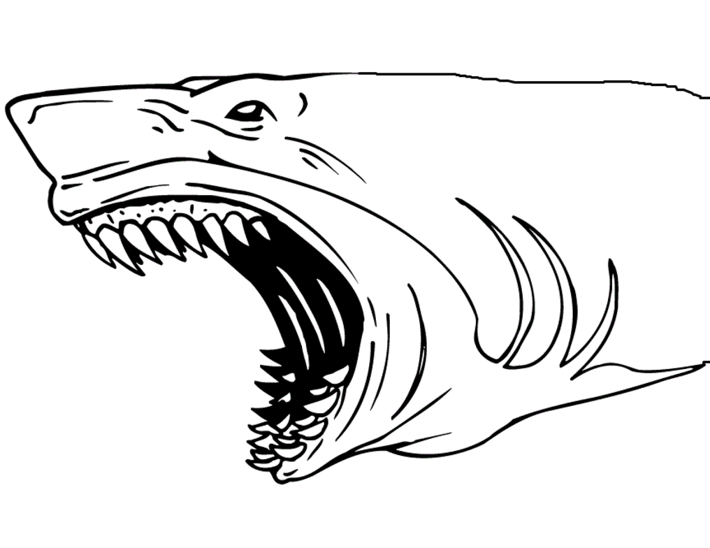 Shark's Scary Jaw