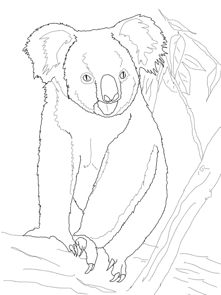 Koala Bear on a Tree