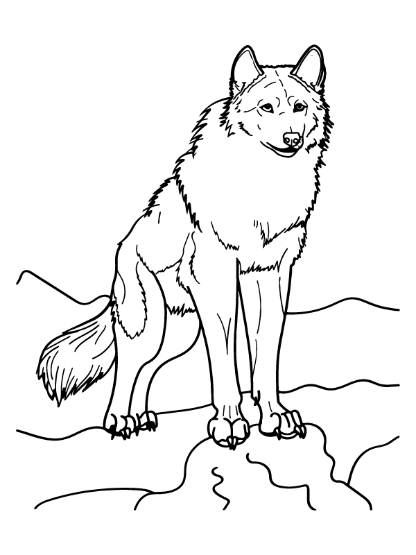 Attentive Wolf Arctic Animals