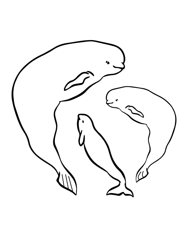 Beluga Whale and Sea Canaries Arctic Animals