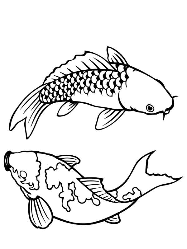 Couple Koi Fish