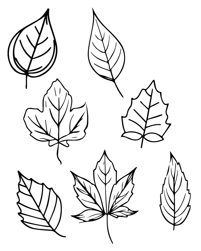 Fall Leaves Line Art