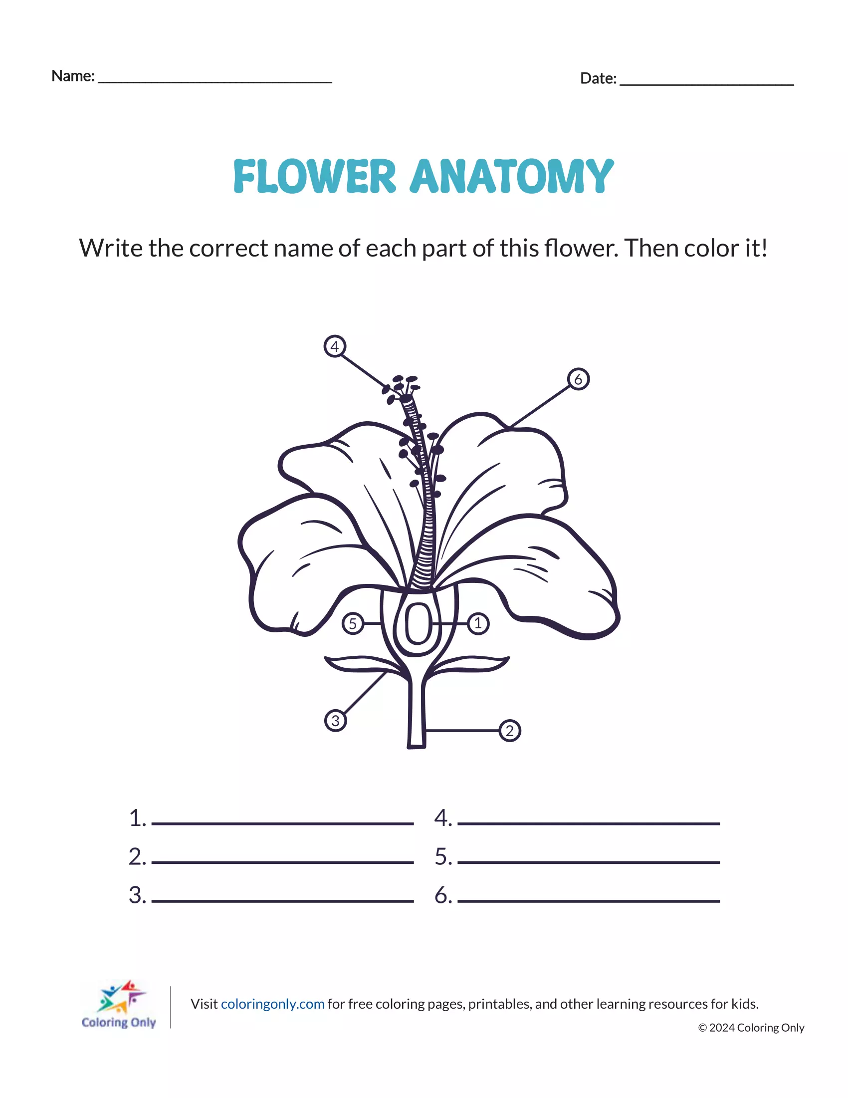 Flower Anatomy Free Printable Worksheet