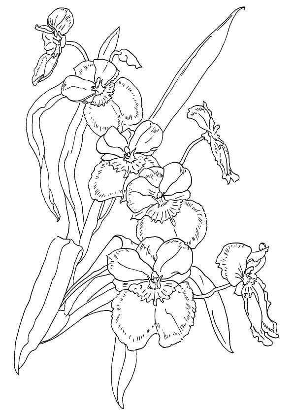 Free Printable Orchid