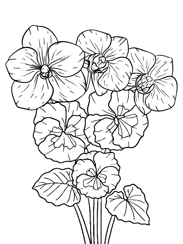 Free Printable Petunia Coloring Page