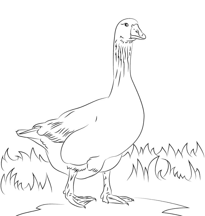 Goose Coloring Page