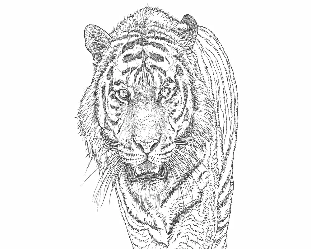 Realistic Tiger Coloring Pages for Adults