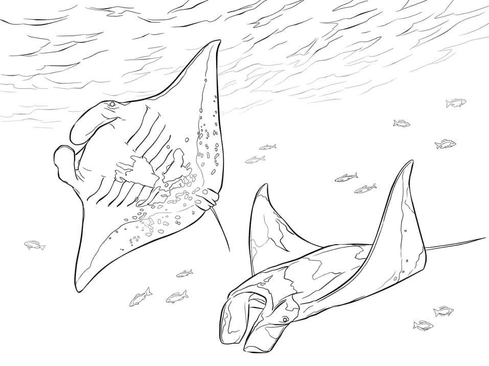 Manta Rays Coloring Page