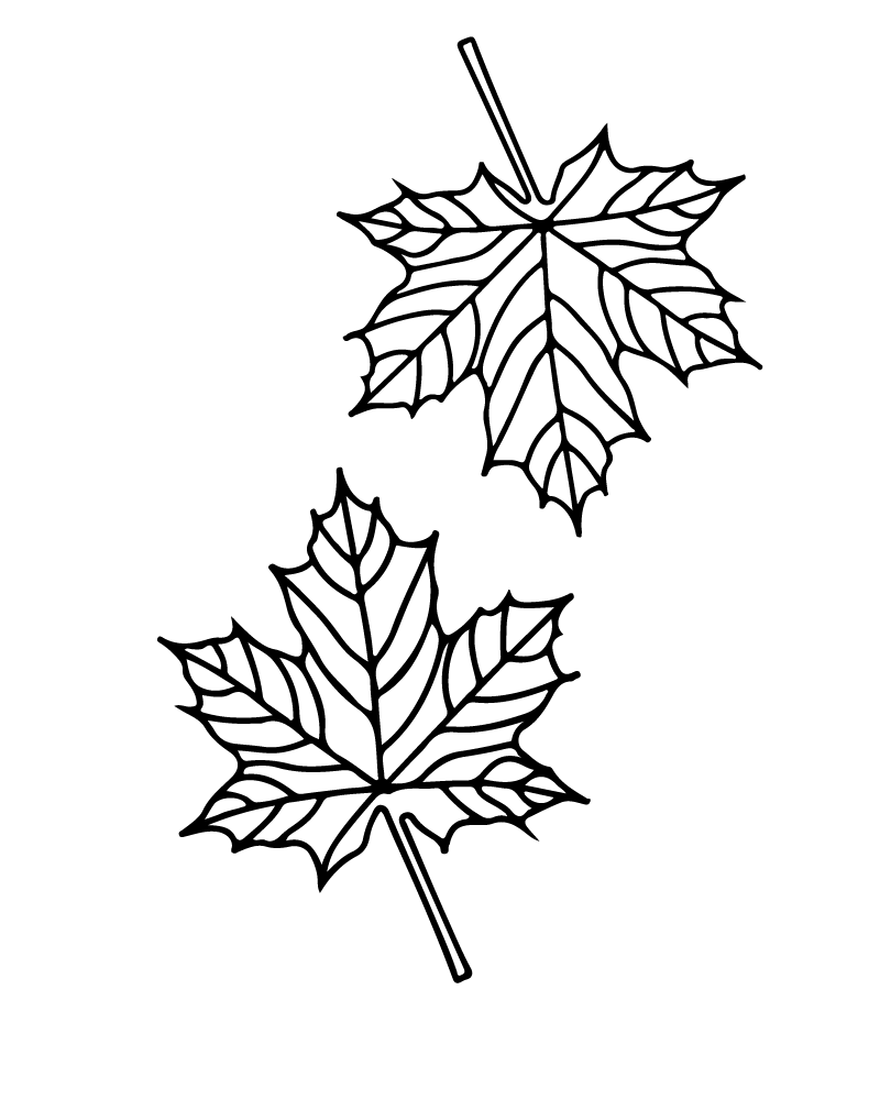 Maple Leaf