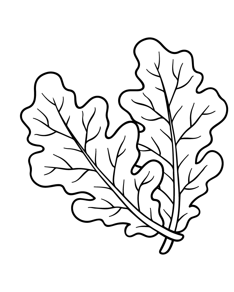 Oak Leaf