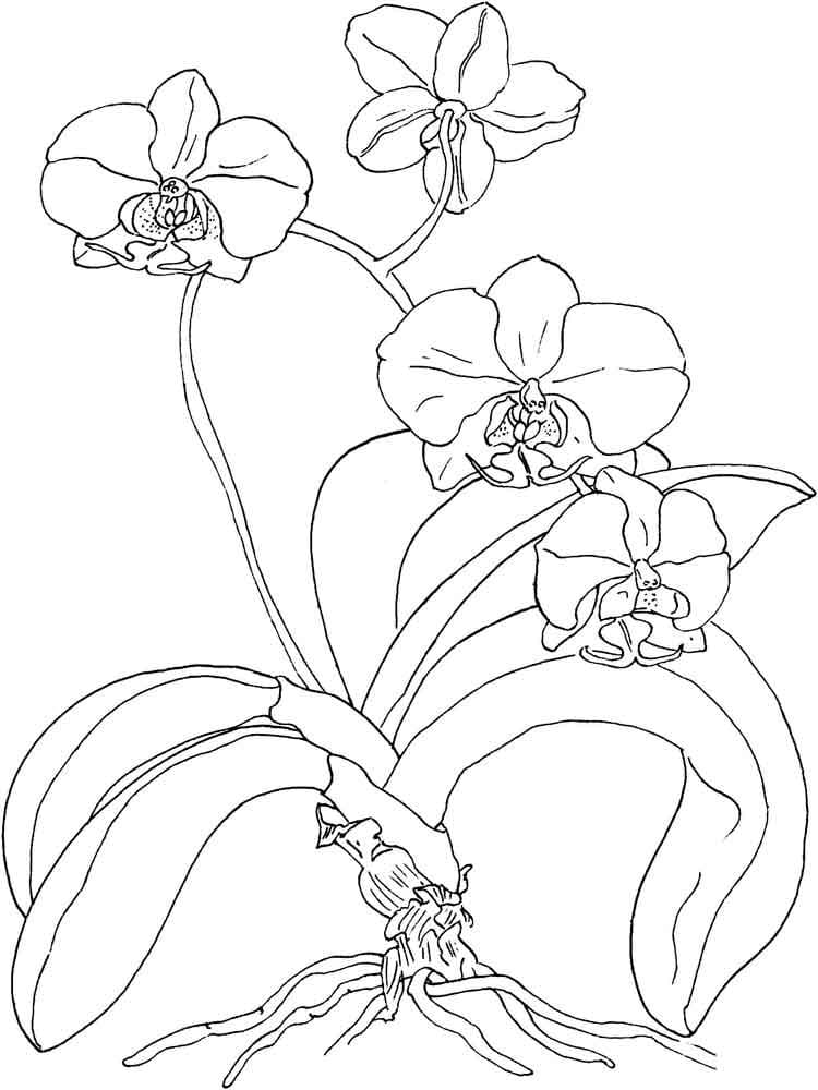 Orchid Flower to Color