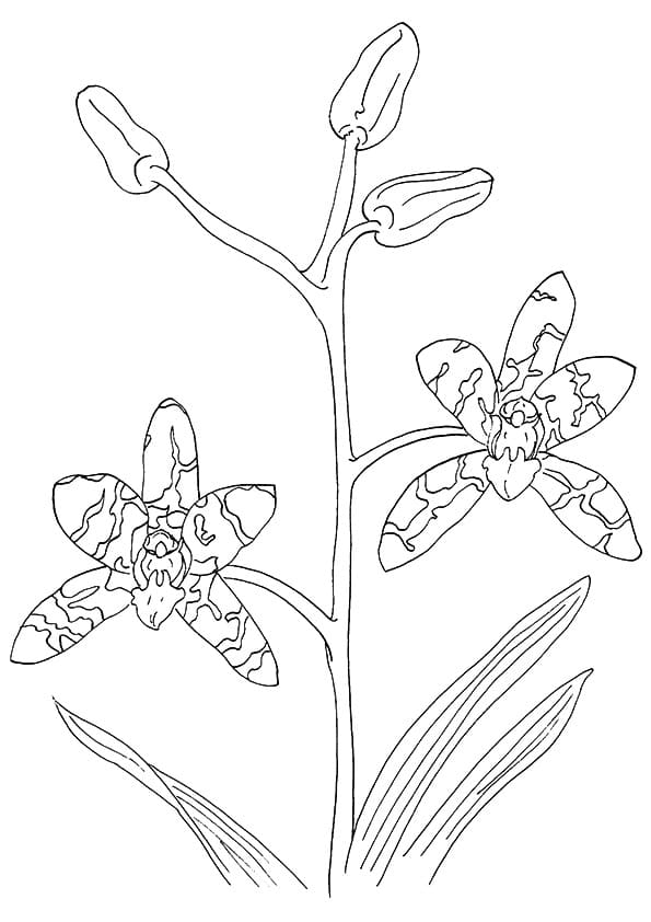 Orchid Printable