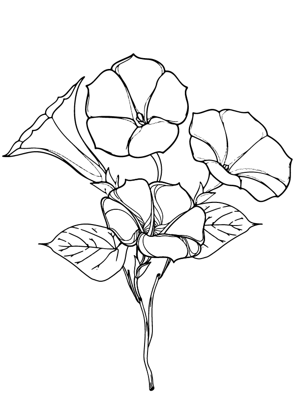 Pearly Gates Morning Glory Kostenlos druckbar